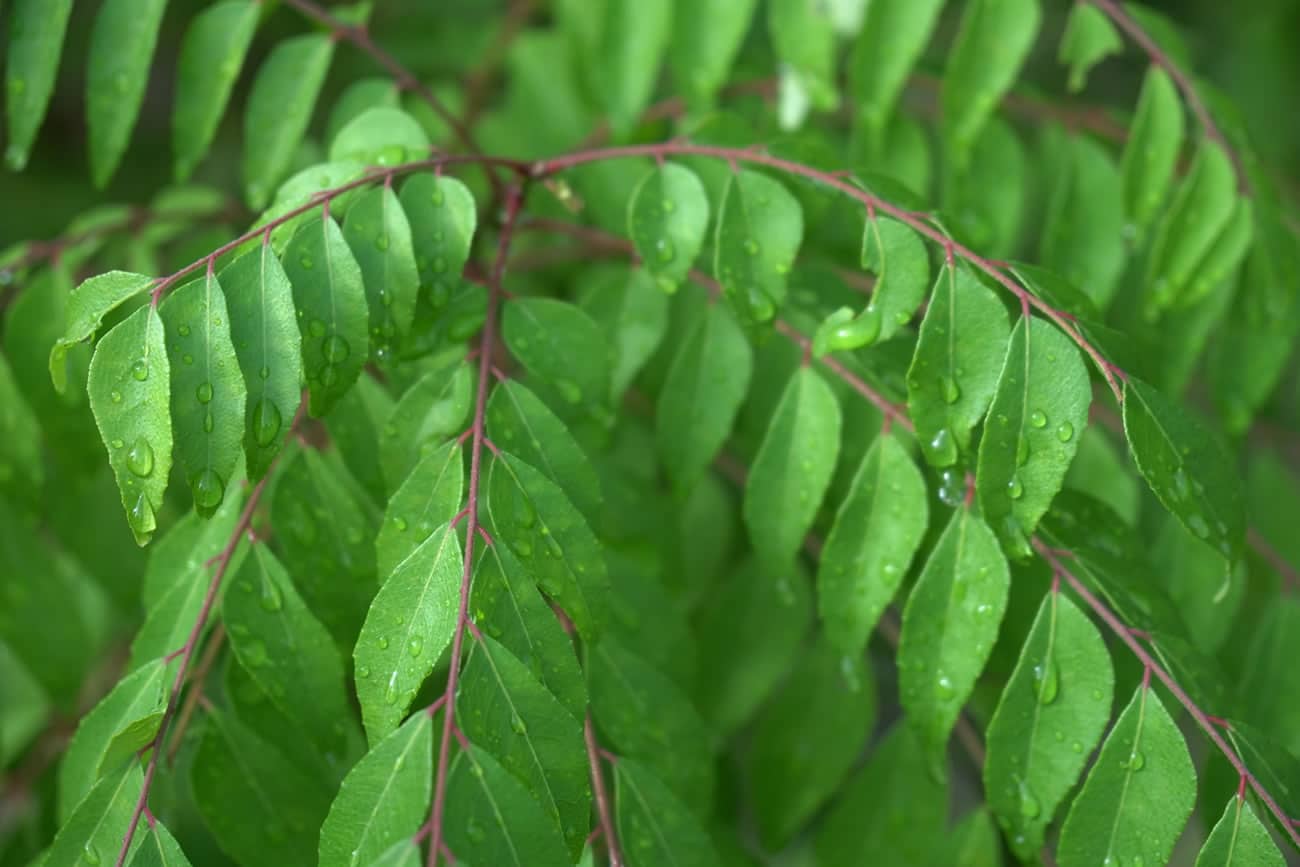 Feuilles de curry, herbe aromatique fraîche insolite