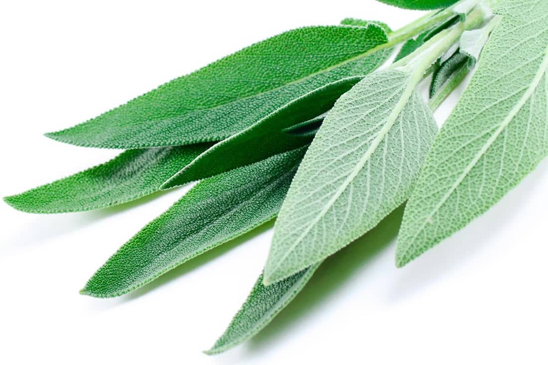 Sage, fresh aromatic herb