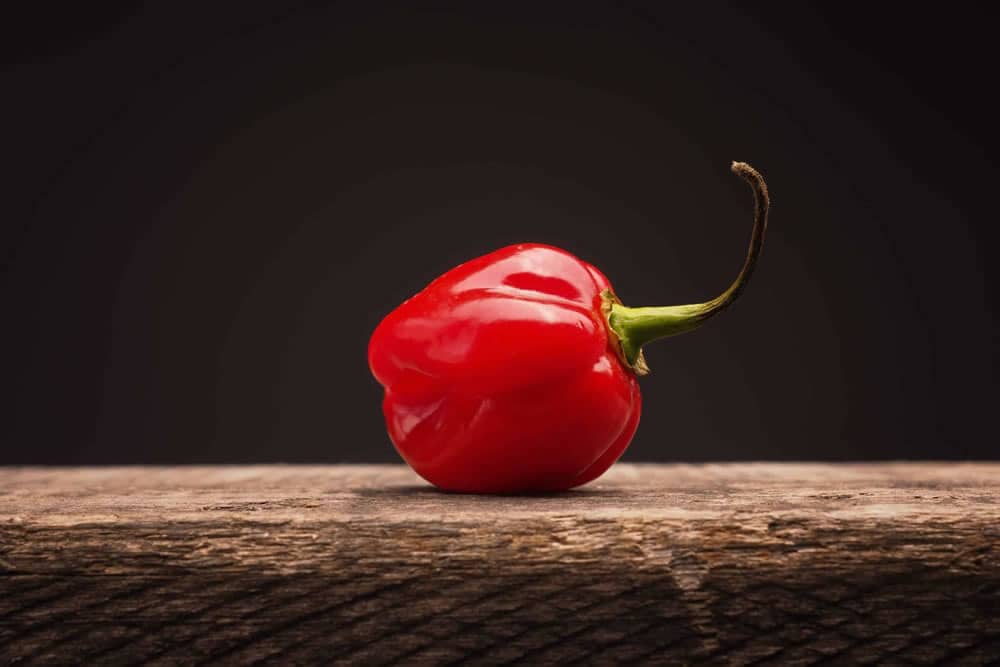 Red habanero pepper