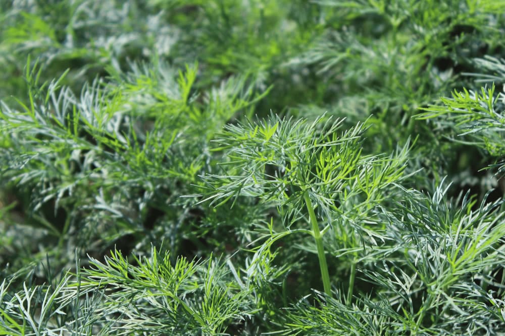 Dill, fresh aromatic herb