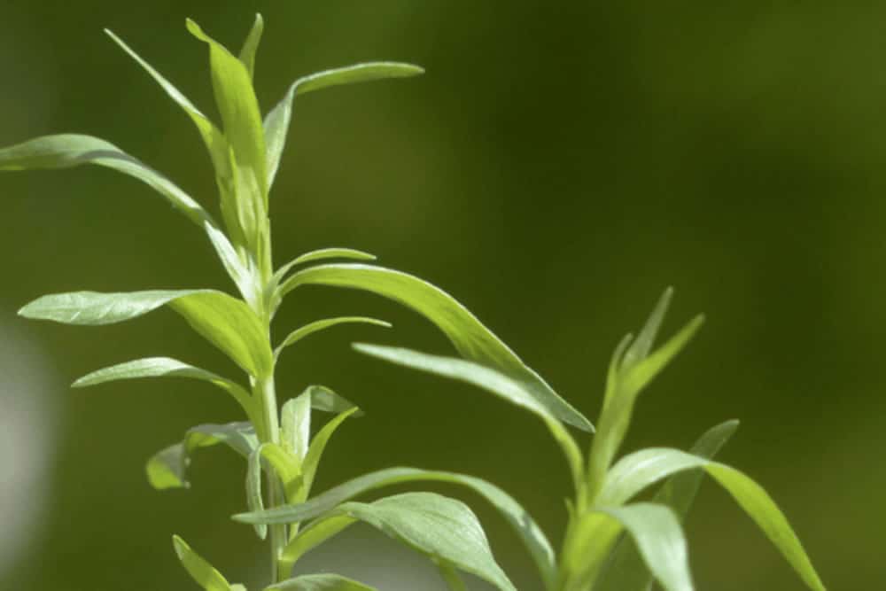 Tarragon, fresh aromatic herb